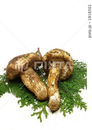 マツタケ 1818301