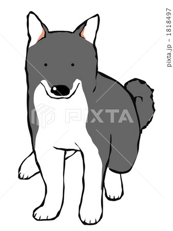 お座りする黒柴犬 1818497