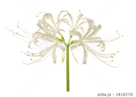 シロバナマンジュシャゲ シロバナマンジュシャゲ 1818578