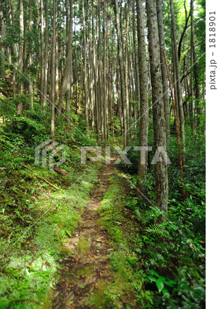 熊野古道 赤木越 熊野古道 赤木越 1818901