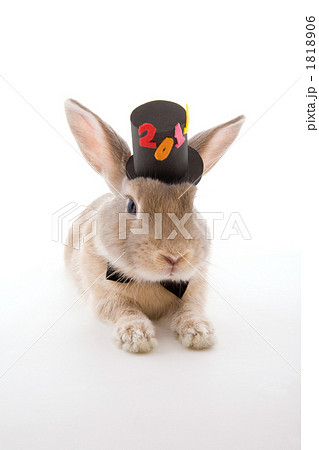 2011の山高帽をかぶったうさぎ 1818906