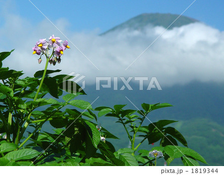 男爵薯の花と羊蹄山 1819344