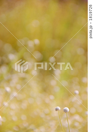 シラタマホシクサ 1819726