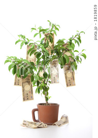 金の成る木 1819859