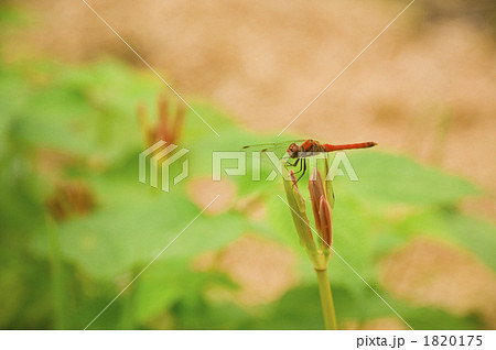 初秋の頃 1820175