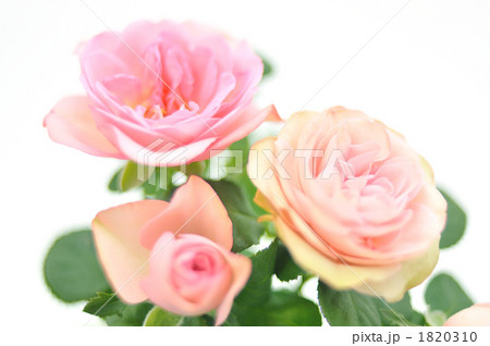 キュートなピンクのミニバラの花。 1820310