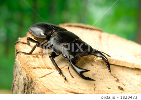 ホペイオオクワガタ ホペイオオクワガタ 1820473