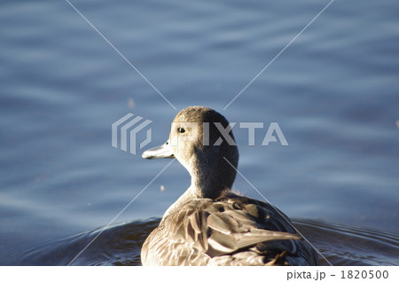 ウトナイ湖の水鳥2 1820500
