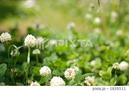 シロツメクサ 1820511