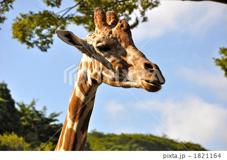 キリン 首から頭 アップ キリン 首から頭 アップ 1821164