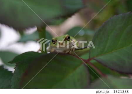 カエル 1821883