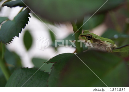 狙う 狙う 1821885