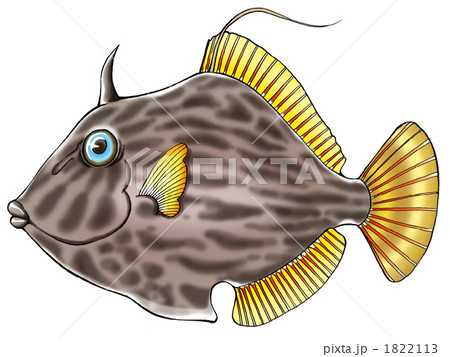 かわはぎ かわはぎ 1822113