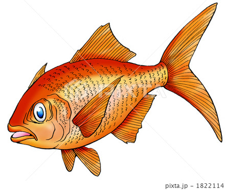 キンメダイ キンメダイ 1822114