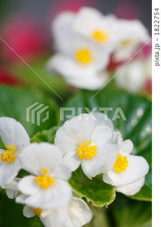 真っ白なベゴニア 真っ白なベゴニア 1822754