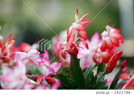 美しいシャコバサボテン 美しいシャコバサボテン 1822786