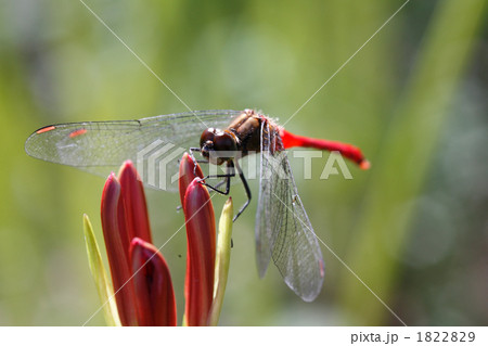 彼岸花のつぼみに止まる赤とんぼ 彼岸花のつぼみに止まる赤とんぼ 1822829