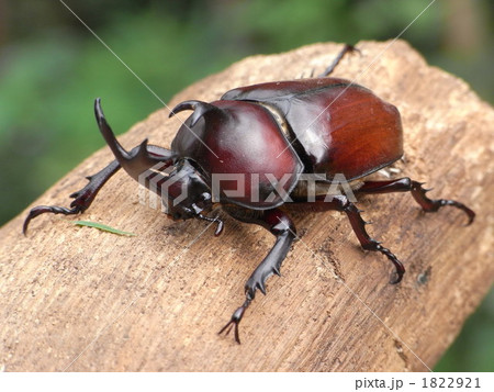 かぶとむし 1822921