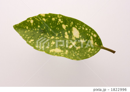 アオキの葉 アオキの葉 1822996
