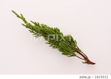 カイヅカイブキの葉 1823012