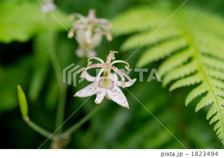 ヤマホトトギス 1823494