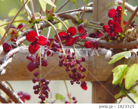 04月　ミツバアケビ・アケビ科01 1823525