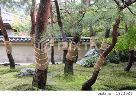 こも巻き 1823939