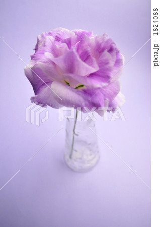 花一凛 1824088