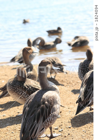 オナガガモ 1824094