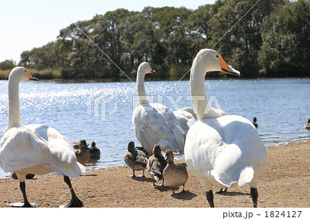 コハクチョウとオナガガモ 1824127
