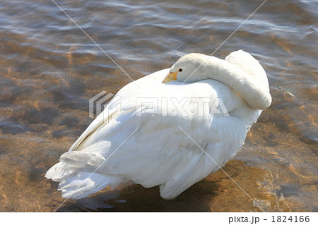 コハクチョウ コハクチョウ 1824166