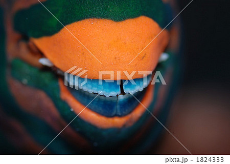 ブダイの歯 1824333