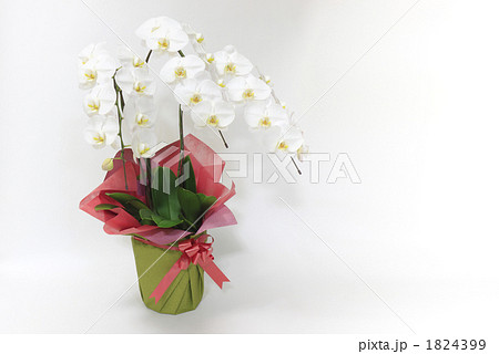 胡蝶蘭の鉢植え 1824399