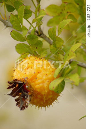 ロサ・ロクスブルギ・ノルマリス 1824722