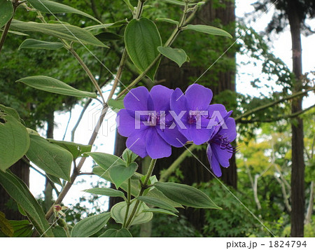 てっせん 1824794