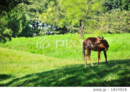 シタツンガ 1824928