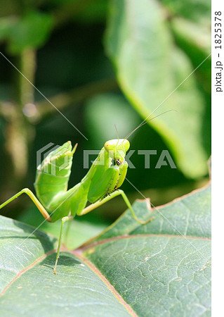 綺麗な緑の蟷螂 1825378