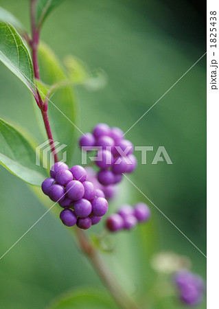コムラサキの綺麗な実 1825438