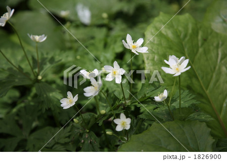 ニリンソウ 1826900