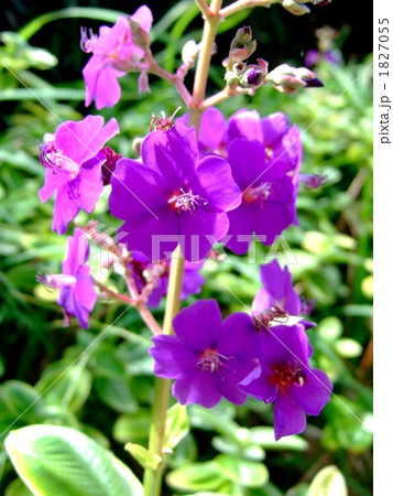 紫紺野牡丹 1827055