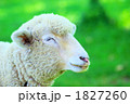 眠るヒツジ 1827260
