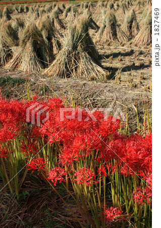 彼岸花とわら干し 1827469