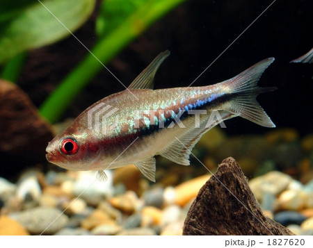 レインボーテトラ 1827620