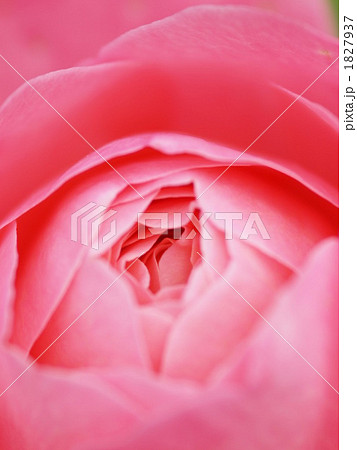 バラ　ブルーノペルポアン 1827937