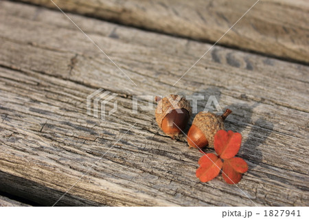 仲良しどんぐり 1827941