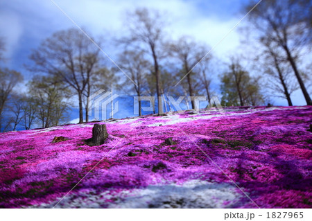 ミニチュア風の芝桜公園 1827965