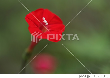 ミニ朝顔  ハゴロモルコウソウ(縷紅草) ミニ朝顔  ハゴロモルコウソウ(縷紅草) 1828010