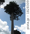 空と雲とのっぽの木 1828309