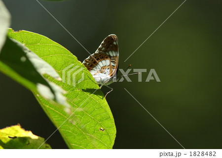 アサマイチモンジ 1828482