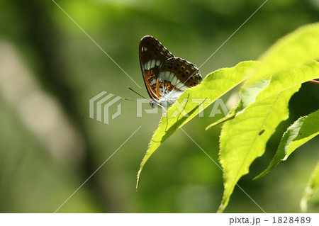 アサマイチモンジ 1828489